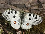 Parnassius apollo ssp viningensis