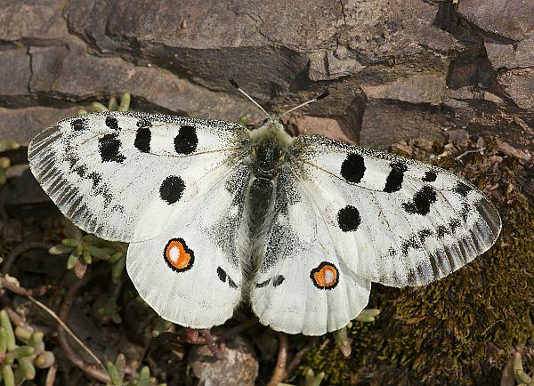 Parnassius apollo ssp vinningensis