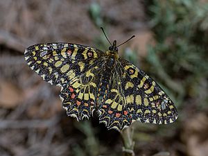 Zerynthia rumina