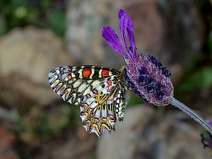 Zerynthia rumina