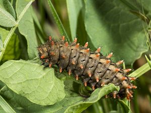 Zerynthia rumina