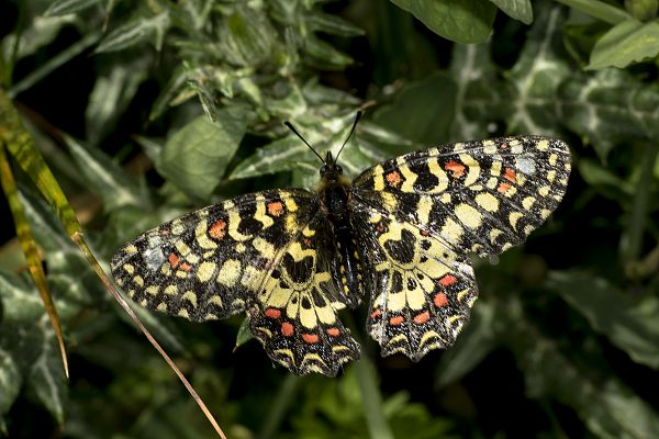 Zerynthia rumina