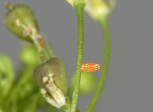 Anthocharis cardamines Ei