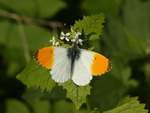 Anthocharis cardamines M