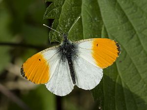 Anthocharis cardamines M