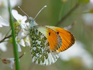 Anthocharis cardamines M