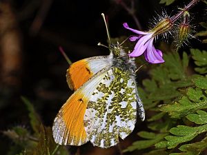 Anthocharis cardamines M