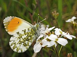 Anthocharis cardamines