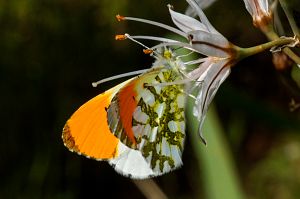 Anthocharis cardamines M