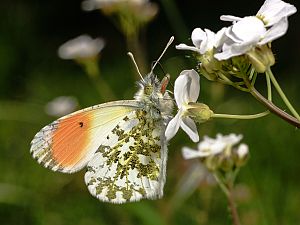 Anthocharis cardamines M