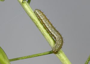 Anthocharis cardamines Raupe