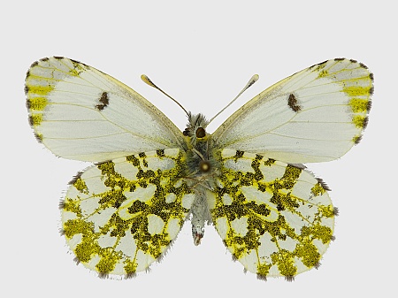 Anthocharis cardamines