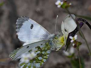 Anthocharis cardamines W