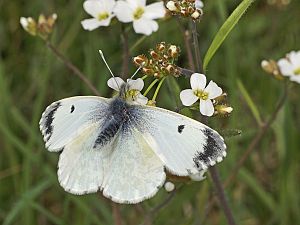 Anthocharis cardamines