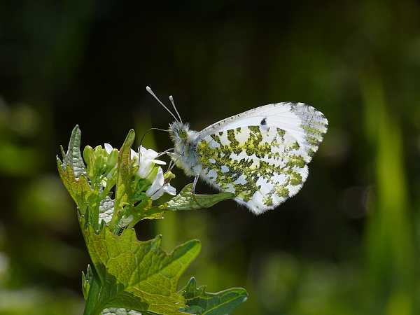 Anthocharis cardamines W