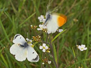 Anthocharis cardamines