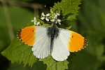 Anthocharis cardamines