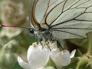 Aporia crataegi M