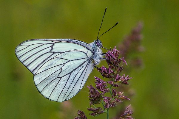 Aporia crataegi M