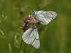 Aporia crataegi M