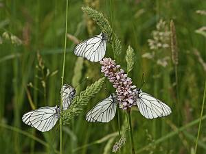 Aporia crataegi M