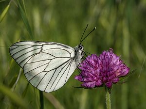 Aporia crataegi M