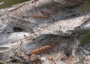 Aporia crataegi Raupe