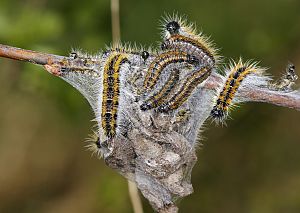 Aporia crataegi Raupe