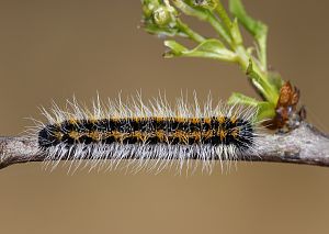 Aporia crataegi Raupe