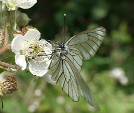 Aporia crataegi W