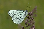 Aporia crataegi