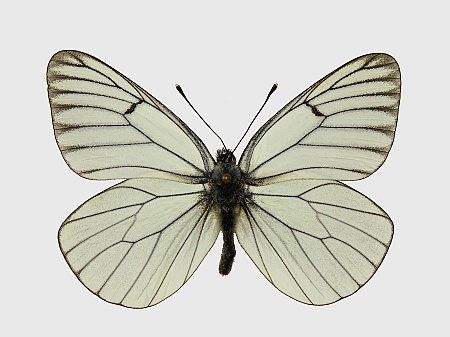 Aporia crataegi