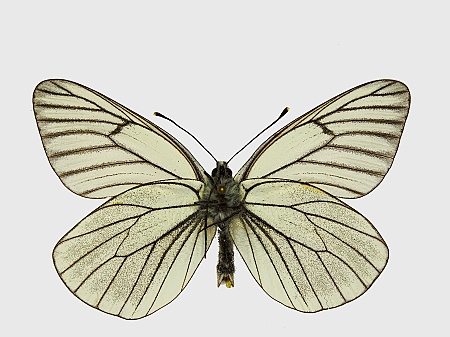 Aporia crataegi