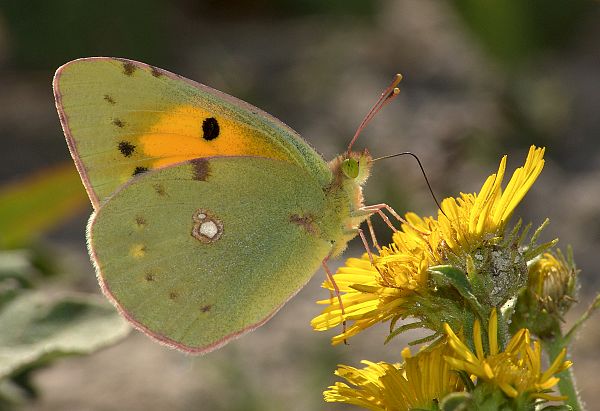 Colias croceus