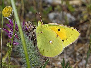 Colias croceus