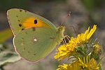 Colias croceus