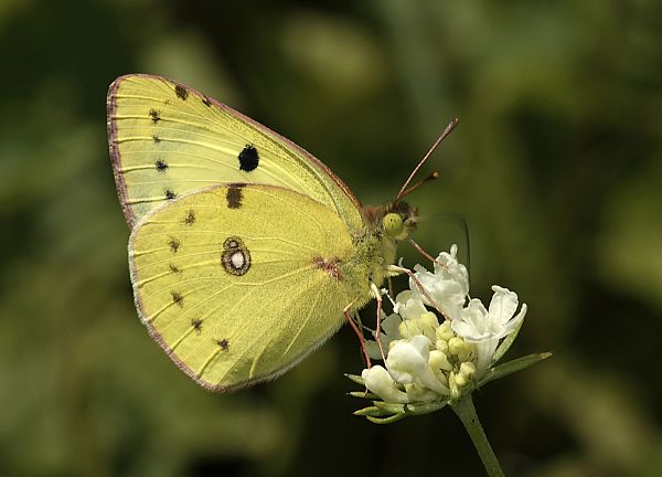 Colias erate