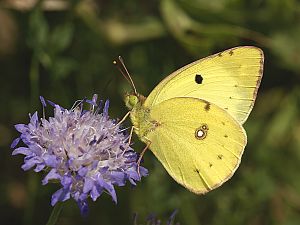 Colias erate