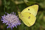 Colias erate