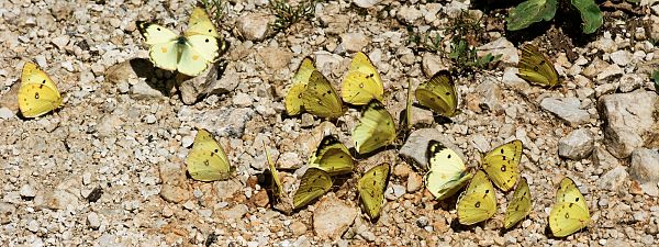 Colias hyale