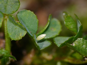 Colias hyale Ei