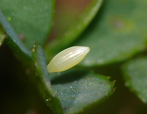 Colias hyale Ei