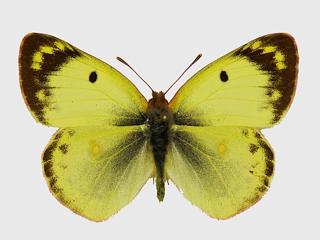 Colias hyale