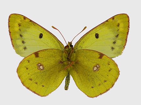 Colias hyale