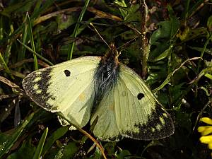 Colias hyale