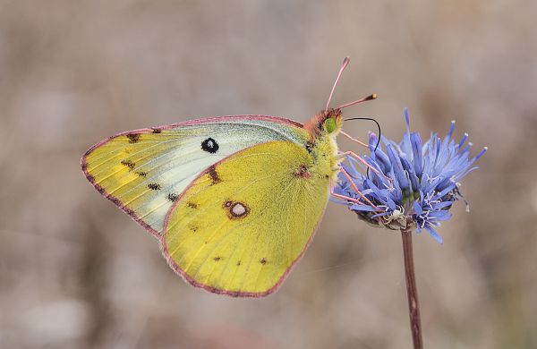 Colias hyale