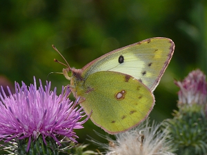 Colias hyale