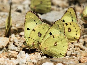 Colias hyale