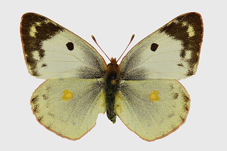 Colias hyale