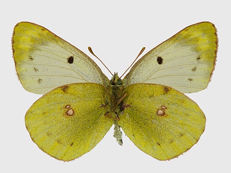 Colias hyale